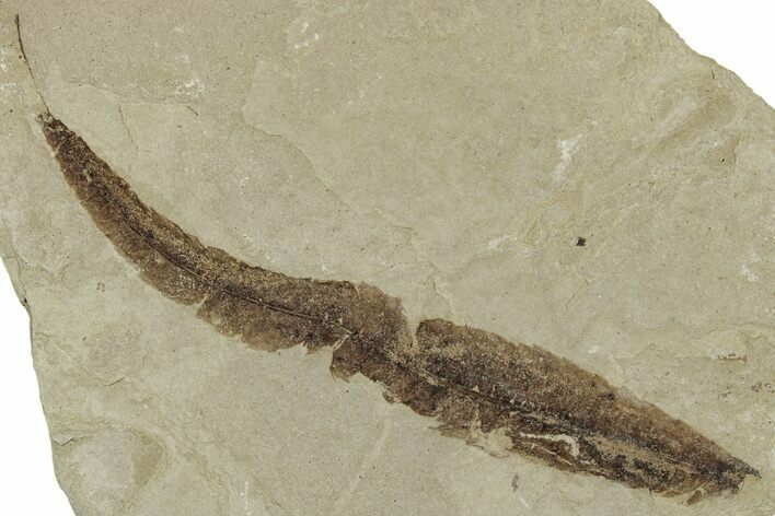 Eocene Fossil Willow (Salix) Leaf - Green River Formation, Utah #331909